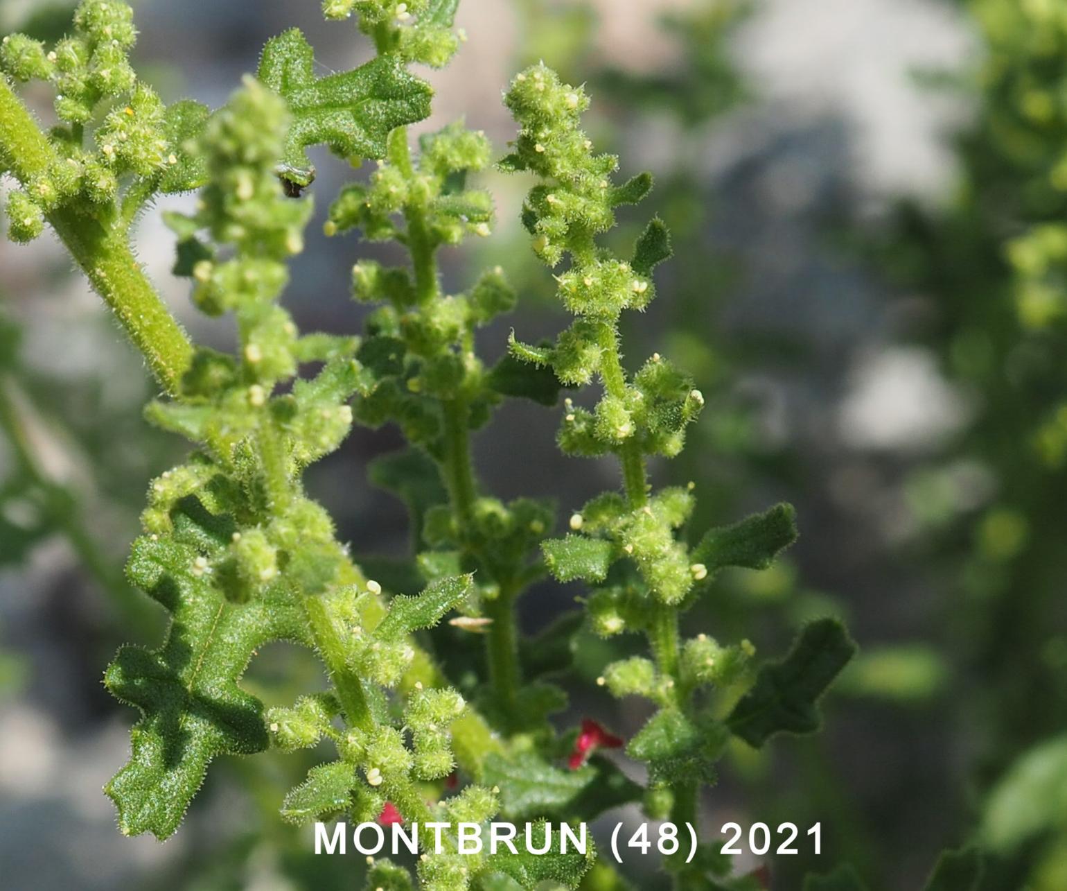 Goosefoot, Sticky